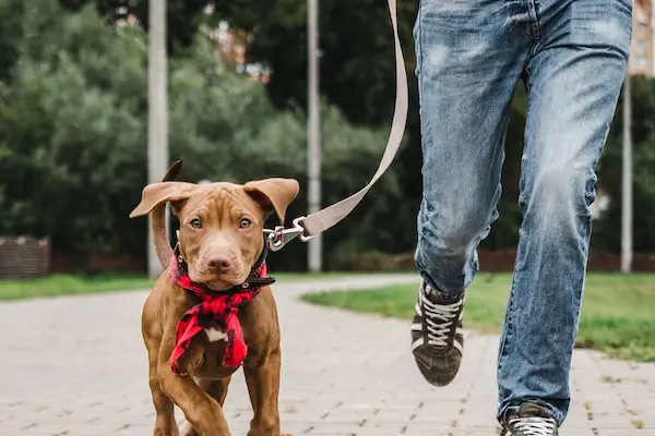 Board Train Dog Program