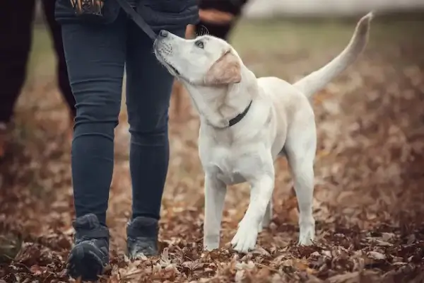 Private Dog Training